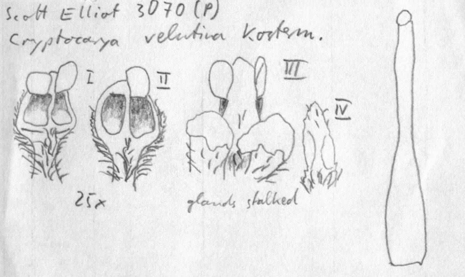 preview Cryptocarya velutina Kosterm.